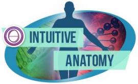 thetahealing curso anatomia intuitiva